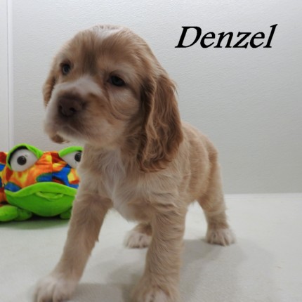 puppy, for, sale, Cocker Spaniel, Joe & Cherri  Overlease, dog, breeder, Miller, MO, dog-breeder, puppy-for-sale, forsale, nearby, find, puppyfind, locator, puppylocator, aca